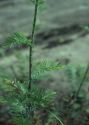 Tanacetum corymbosum (L.) Sch.Bip. attēls