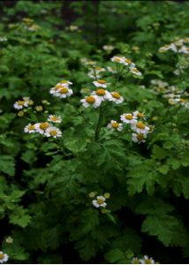 Tanacetum parthenium (L.) Sch.Bip. attēls