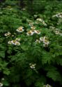 Tanacetum parthenium (L.) Sch.Bip. attēls