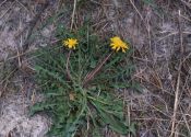 Taraxacum erythrospermum Andrz. s.l. attēls