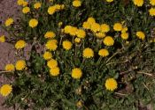 Taraxacum officinale F.H.Wigg. s.l. attēls