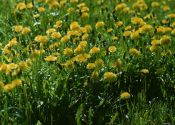 Taraxacum officinale F.H.Wigg. s.l. attēls