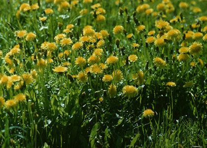 Taraxacum officinale F.H.Wigg. s.l. attēls