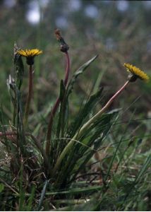 Taraxacum palustre (Lyons) DC. s.l. attēls