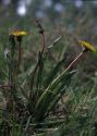 Taraxacum palustre (Lyons) DC. s.l. attēls