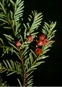 Taxus baccata L. attēls