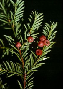 Taxus baccata L. attēls