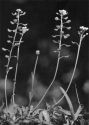 kailstublāja sinepīte attēls