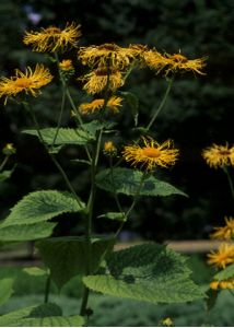 Telekia speciosa (Schreb.) Baumg. attēls