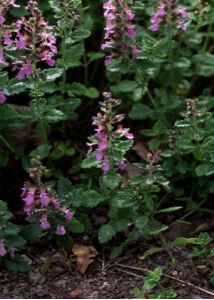 Teucrium chamaedrys L. attēls