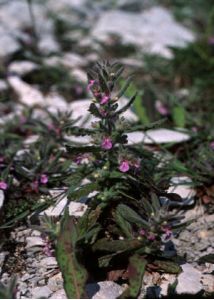 Teucrium scordium L. attēls