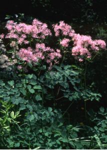 Thalictrum aquilegifolium L. attēls