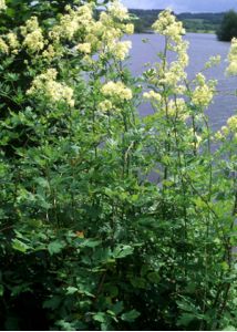 Thalictrum flavum L. attēls