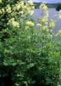 Thalictrum flavum L. attēls