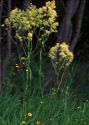 Thalictrum lucidum L. attēls