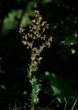 Thalictrum simplex L. attēls