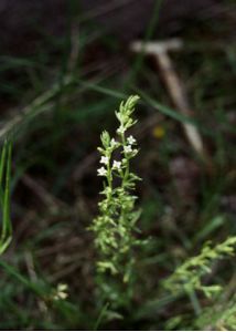 Thesium alpinum L. attēls