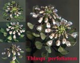tīruma naudulis attēls
