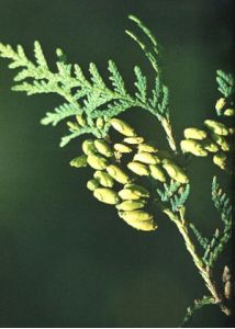 Thuja occidentalis L. attēls