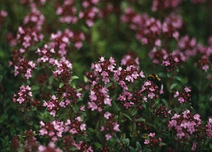 Thymus serpyllum L. attēls