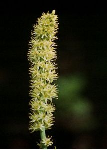 Tofieldia calyculata (L.) Wahlenb. attēls