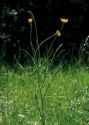 Tragopogon pratensis L. attēls