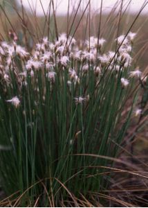 Trichophorum alpinum (L.) Pers. attēls