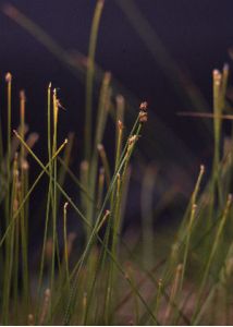 Trichophorum cespitosum (L.) Hartm. attēls