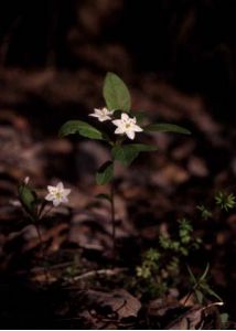 Trientalis europaea L. attēls