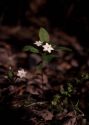 Trientalis europaea L. attēls