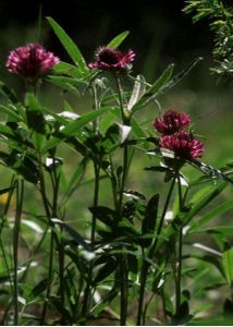 Trifolium alpestre L. attēls