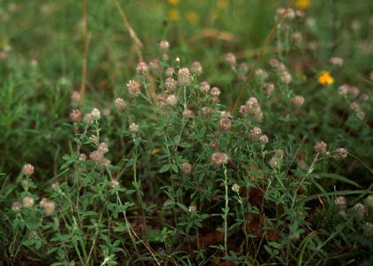 Trifolium arvense L. attēls