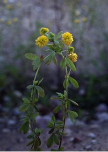 Trifolium aureum Pollich attēls