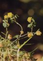 Trifolium campestre Schreb. attēls