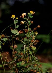 Trifolium dubium Sibth. attēls