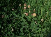 Trifolium fragiferum L. attēls