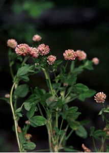 Trifolium hybridum L. attēls