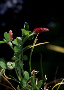 Trifolium incarnatum L. attēls