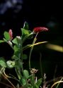 Trifolium incarnatum L. attēls