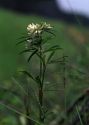 Trifolium lupinaster L. attēls