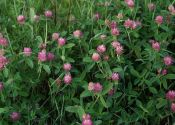 Trifolium medium L. attēls