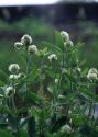 Trifolium montanum  L. attēls