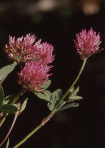 Trifolium pratense L. attēls