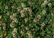 Trifolium repens L. attēls