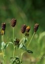 Trifolium spadiceum L. attēls