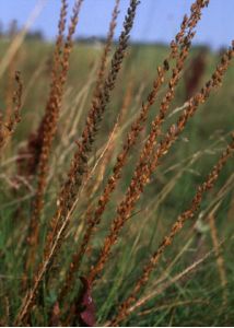 Triglochin maritimum L. attēls