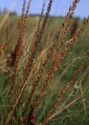 Triglochin maritimum L. attēls