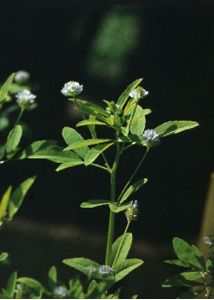 Trigonella caerulea (L.) Ser. attēls