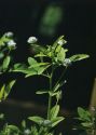 Trigonella caerulea (L.) Ser. attēls