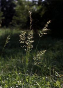 Trisetum flavescens (L.) P.Beauv. attēls